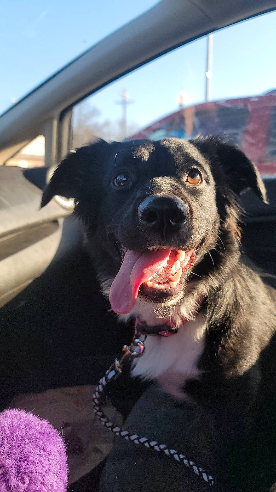 Midnight is registered to the contest to win money with this photo: automotive_exterior, automotive_lighting, automotive_mirror, car_seat, carnivore, collar, companion_dog, dog, dog_breed, dog_collar, motor_vehicle, personal_luxury_car, sky, smile, snout, vehicle, vehicle_door, whiskers, window, windshield