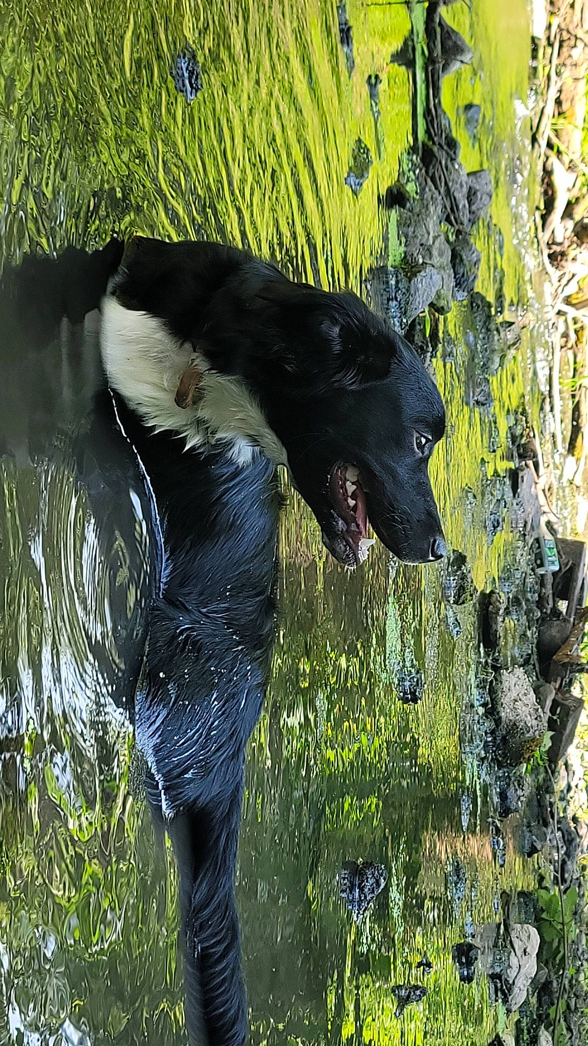 Midnight joined the competition — help win amazing prizes! american_black_bear, canidae, carnivore, dog, dog_breed, fur, grass, natural_landscape, people_in_nature, plant, reflection, snout, sporting_group, tail, terrestrial_animal, tree, trunk, water, wildlife, working_animal