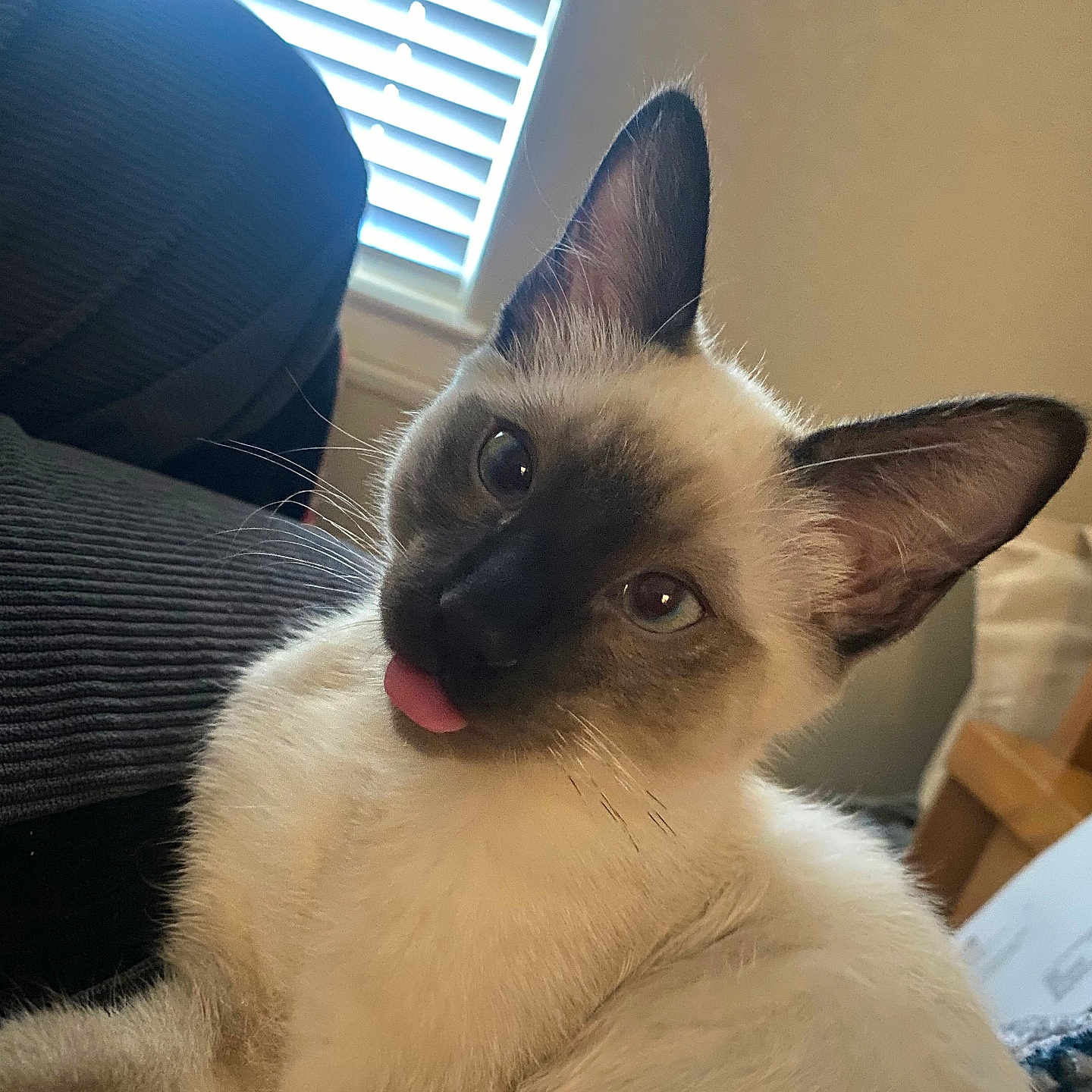 Artemis joined the competition — help win amazing prizes! animal, bodypart, box, cat, couch, furniture, kitten, manx, mouth, person, pet, siamese, tongue
