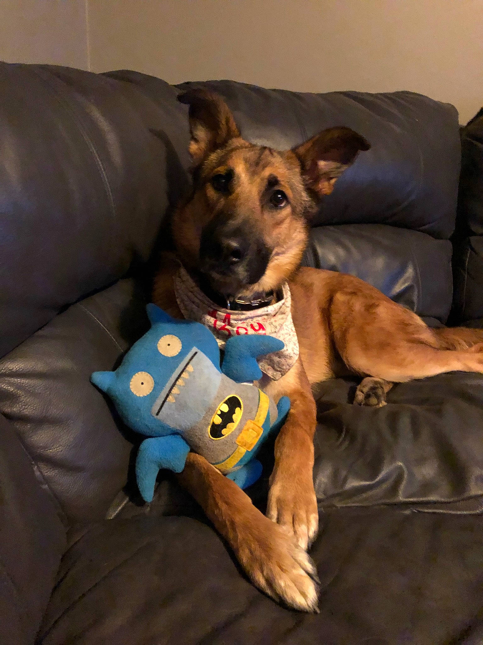 Bruce Wayne joined the competition — help win amazing prizes! canidae, carnivore, carolina_dog, dog, dog_breed, fawn, lurcher, mammal, paw, snout