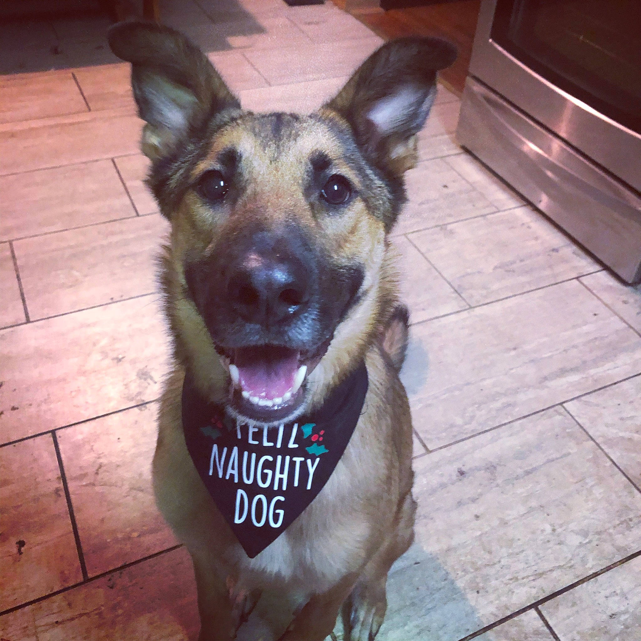 Bruce Wayne is registered to the contest to win money with this photo: belgian_shepherd, belgian_shepherd_malinois, canidae, carnivore, dog, dog_breed, ear, east_european_shepherd, formosan_mountain_dog, german_shepherd_dog, king_shepherd, kunming_wolfdog, mammal, police_dog, rare_breed_dog, snout, street_dog, vertebrate, working_dog