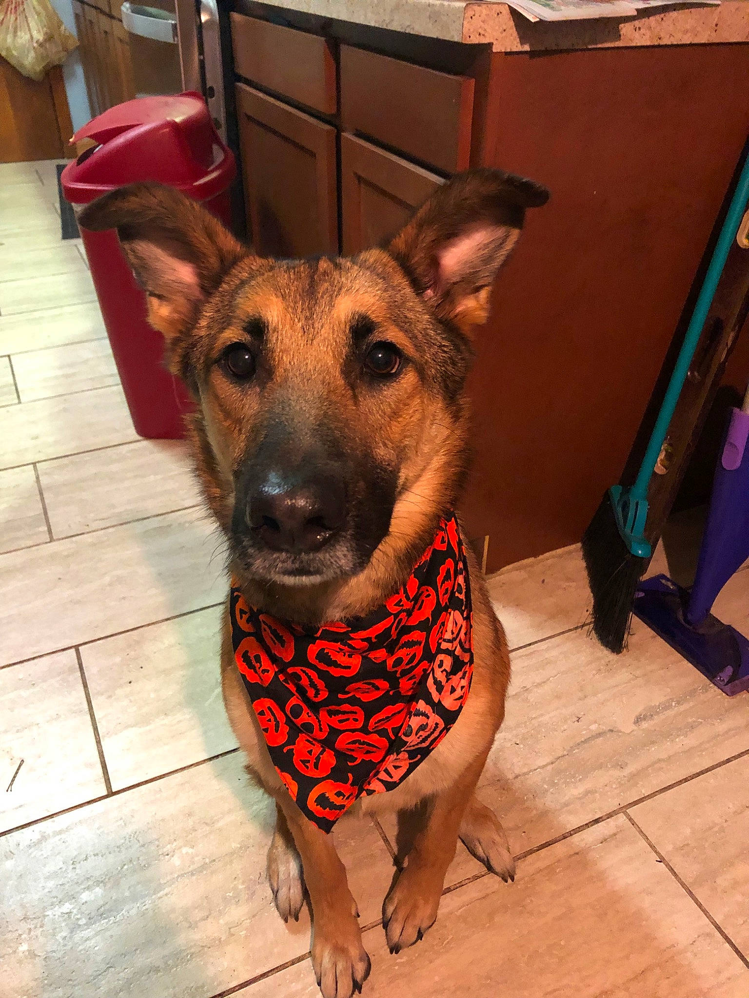 Bruce Wayne is registered to the contest to win money with this photo: canidae, carnivore, dog, dog_breed, ear, fawn, formosan_mountain_dog, german_shepherd_dog, mammal, rare_breed_dog, snout, vertebrate, working_dog