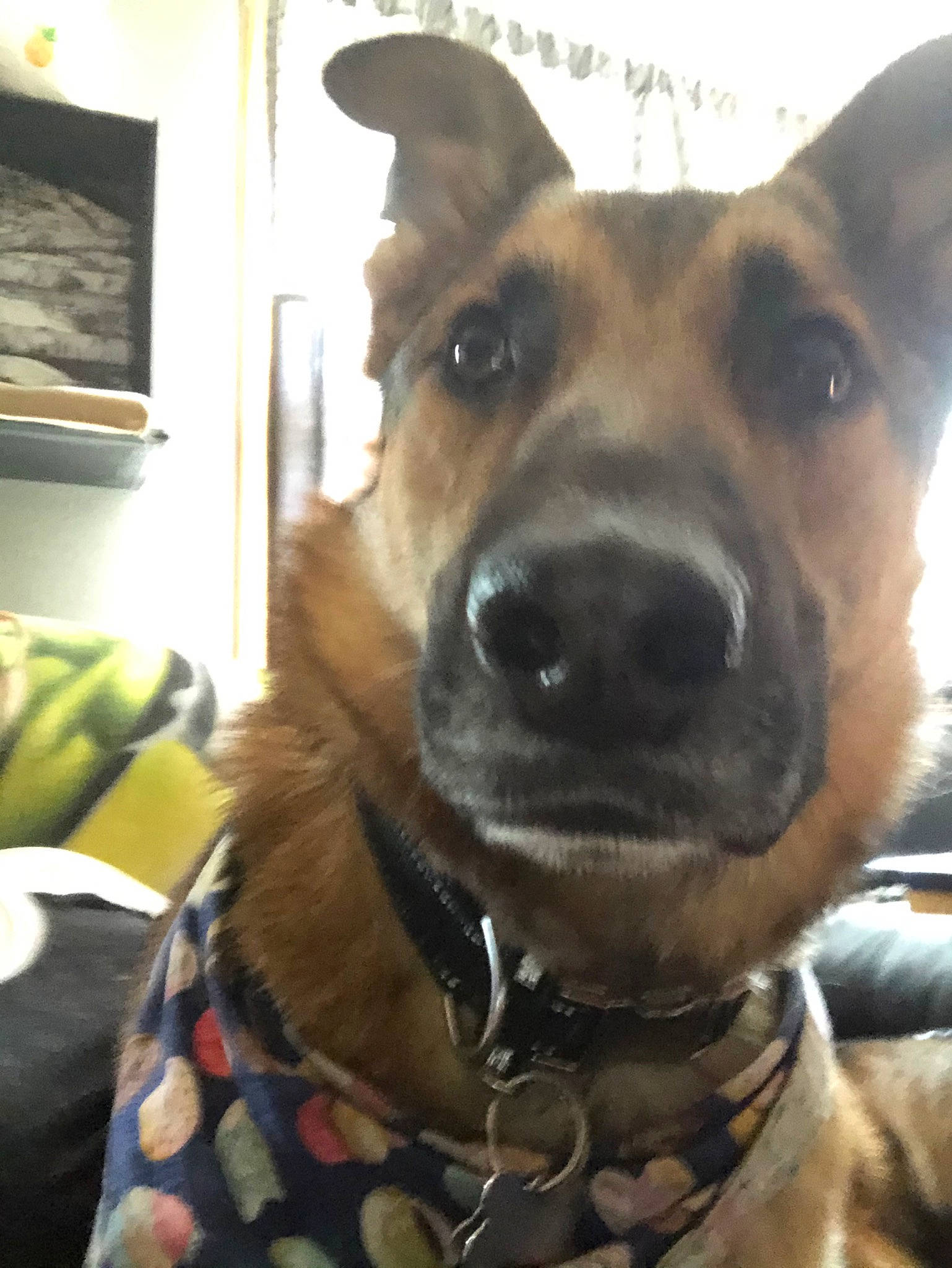 Bruce Wayne is registered to the contest to win money with this photo: black_mouth_cur, canidae, carnivore, dog, dog_breed, ear, fawn, feist, formosan_mountain_dog, mammal, mountain_cur, nose, potcake_dog, snout, vertebrate, whiskers