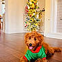 brown_fur, christmas_tree, cozy, curly_fur, cute, decorations, dog, festive, green_clothing, happy, holiday, indoor, living_room, ornaments, pet, puppy, red_clothing, sweater, tongue_out, wooden_floor