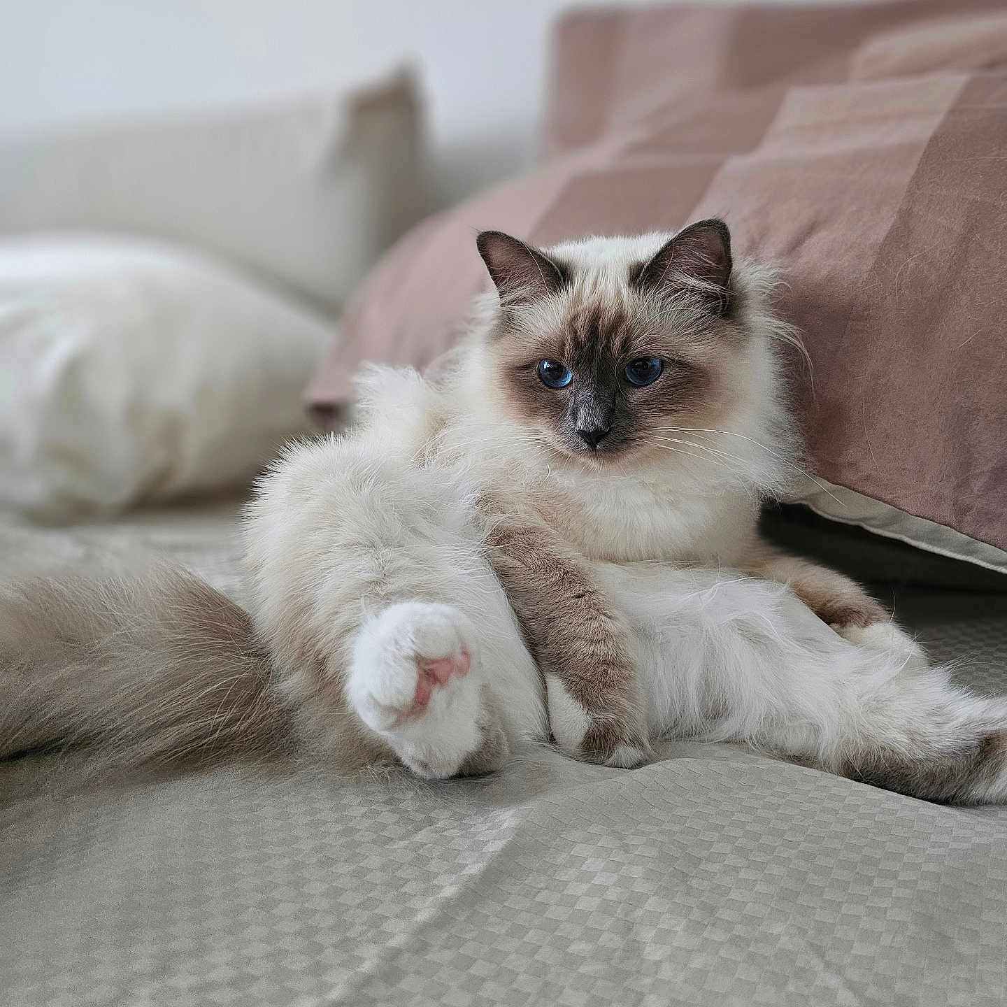 Xena a rejoint le concours — aidez-le/la à gagner de superbes lots ! animal, bed, blue_eyes, brown, cat, cozy, curious, cute, domestic, feline, fluffy, fur, indoor, pet, pillow, portrait, ragdoll, relaxed, soft, white