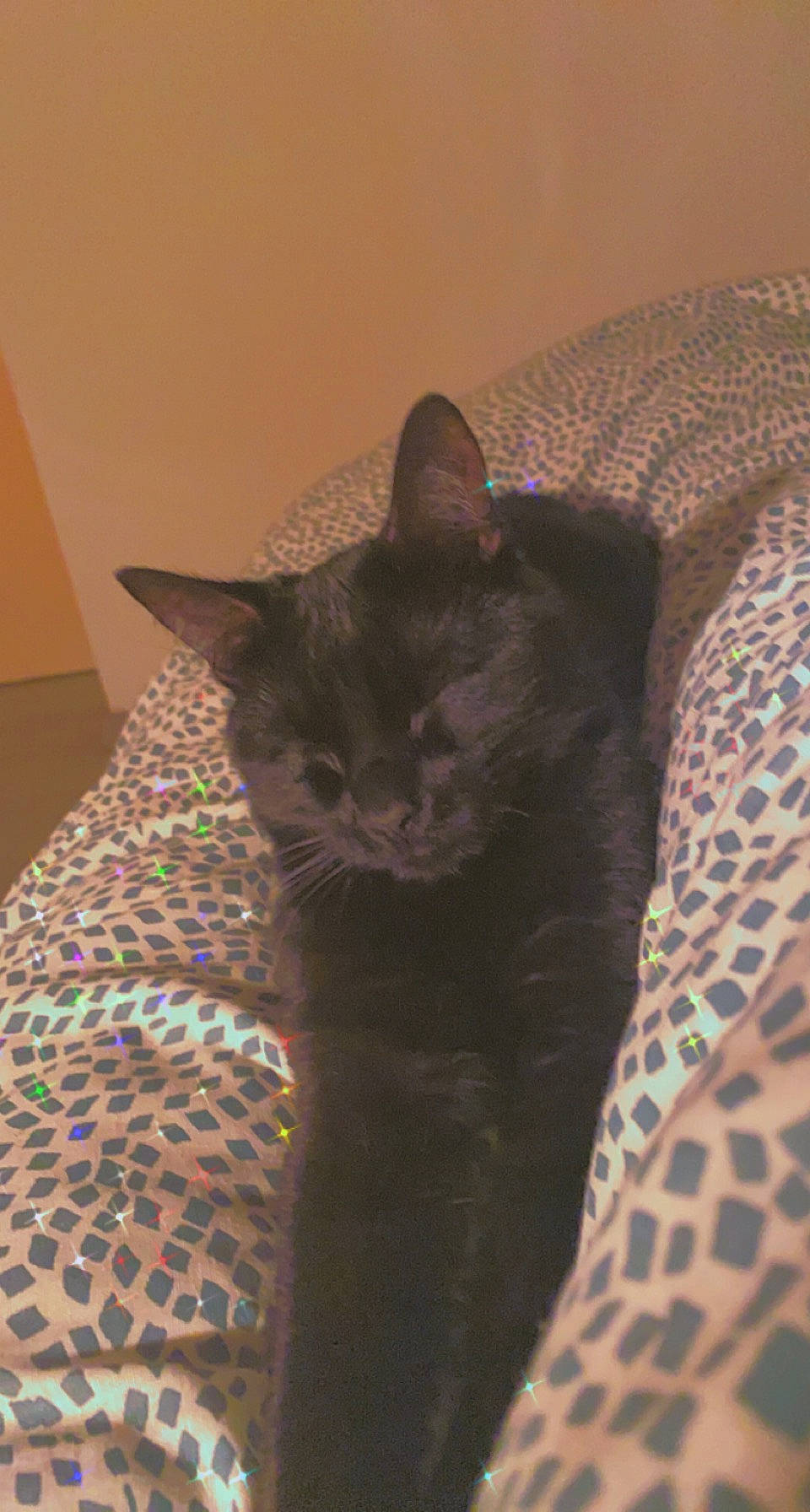 Canaille a rejoint le concours — aidez-le/la à gagner de superbes lots ! black_cat, carnivore, cat, cat_supply, comfort, domestic_short_haired_cat, felidae, fur, pattern, small_to_medium_sized_cats, snout, tail, terrestrial_animal, whiskers