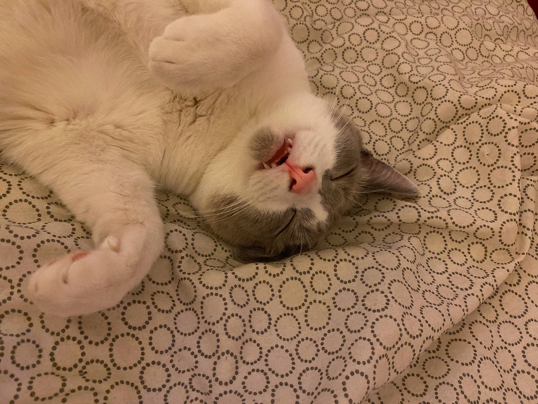 Sushi a rejoint le concours — aidez-le/la à gagner de superbes lots ! carnivore, cat, claw, comfort, domestic_short_haired_cat, fawn, felidae, flooring, foot, fur, linens, nap, pattern, paw, sleep, small_to_medium_sized_cats, snout, tail, terrestrial_animal, whiskers