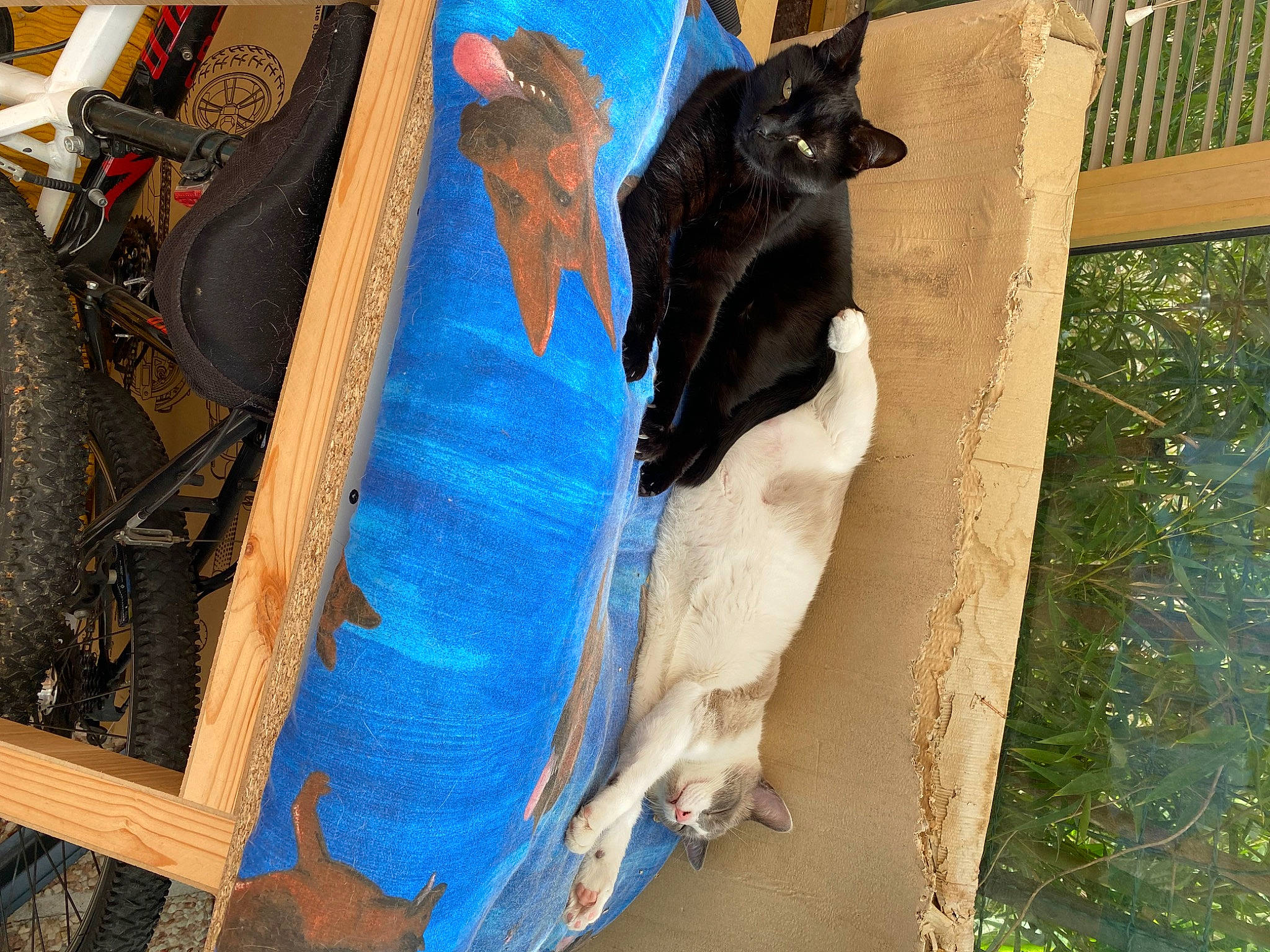 Sushi participe au concours pour gagner de l'argent avec cette photo : animal_shelter, bag, beak, bicycle_tire, black_cat, canidae, carnivore, cat, dog_breed, domestic_short_haired_cat, electric_blue, felidae, fur, grass, plant, small_to_medium_sized_cats, sporting_group, tail, whiskers, wood