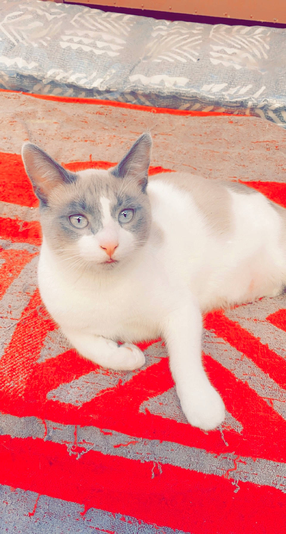 Sushi participe au concours pour gagner de l'argent avec cette photo : carnivore, carpet, cat, domestic_short_haired_cat, felidae, flooring, foot, fur, paw, sitting, small_to_medium_sized_cats, snout, tail, whiskers
