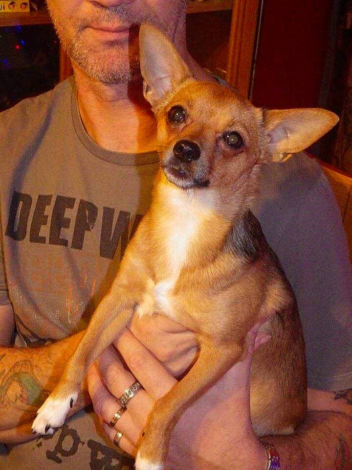 Fripouille participe au concours pour gagner de l'argent avec cette photo : canidae, carnivore, companion_dog, corgi_chihuahua, dog, dog_breed, ear, fawn, fur, jewellery, snout, t_shirt, terrestrial_animal, toy_dog, whiskers