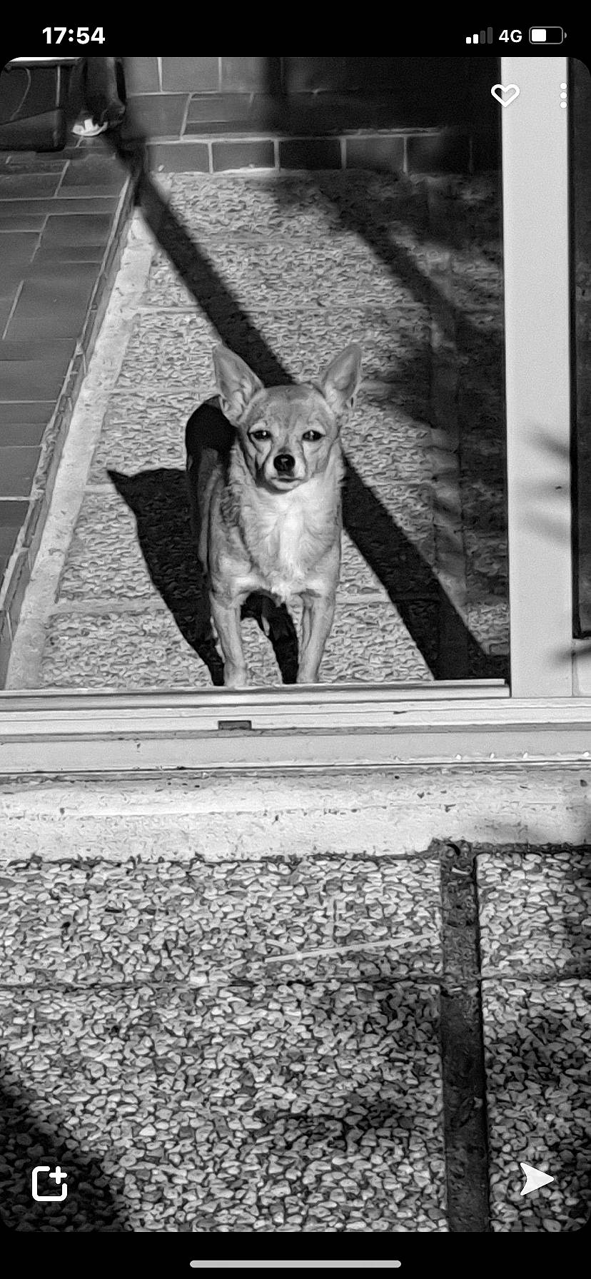 Fripouille a rejoint le concours — aidez-le/la à gagner de superbes lots ! black, black_and_white, carnivore, companion_dog, dog, dog_breed, fawn, grey, line, monochrome, monochrome_photography, road_surface, sidewalk, small_to_medium_sized_cats, snout, style, tail, tints_and_shades, wood, working_animal