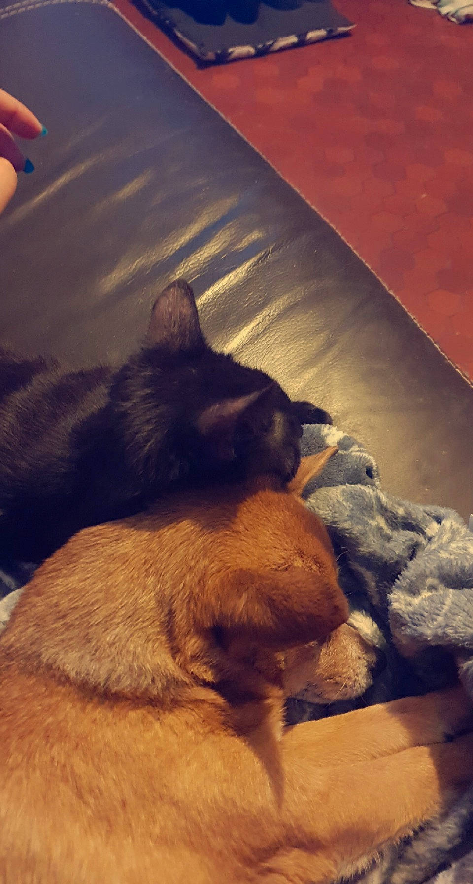 Fripouille a rejoint le concours — aidez-le/la à gagner de superbes lots ! carnivore, cloud, comfort, companion_dog, dog, dog_breed, fawn, felidae, flooring, hardwood, light, mammal, paw, sky, small_to_medium_sized_cats, tail, tints_and_shades, vertebrate, whiskers, wood