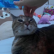 Masha joined the competition — help win amazing prizes! cat, pet, hand, bed, plush_toys, pillow, indoor, feline, cute, comfort, cozy, sleepy, striped_cat, soft, resting, animal, domestic, furniture, relaxation, person_hand