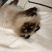 Azur a rejoint le concours — aidez-le/la à gagner de superbes lots ! cat, fluffy, blue_eyes, lying_down, blanket, remote_control, toy, indoor, pet, cute, feline, cozy, relaxed, whiskers, fur, domestic_animal, playful, bedroom, upside_down, resting