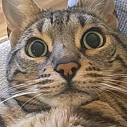 Rocky Lawlor is registered to the contest to win money with this photo: cat, tabby, close_up, wide_eyes, whiskers, fur, pet, animal, indoor, curious, face, ears, nose, portrait, feline, cute, alert, domestic_cat, mammal, cozy