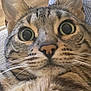 cat, tabby, close_up, wide_eyes, whiskers, fur, pet, animal, indoor, curious, face, ears, nose, portrait, feline, cute, alert, domestic_cat, mammal, cozy