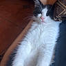 Cucumber joined the competition — help win amazing prizes! animal, arm, black_and_white, cat, closeup, comfort, cozy, cute, feline, fur, hand, indoor, kitten, napping, paw, pet, relaxed, resting, sleeping, soft