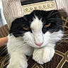 Cucumber is registered to the contest to win money with this photo: animal, black_and_white, cap, cat, close_up, cozy, cute, domestic_animal, fabric, fur, hat, indoor, pattern, paws, pet, portrait, relaxed, resting, whiskers, yellow_eyes