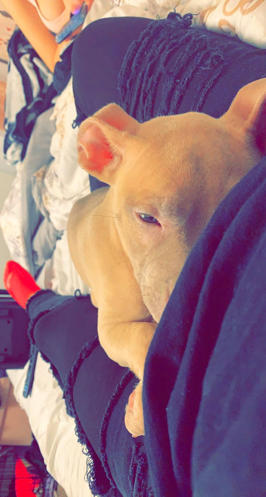 Georgia is registered to the contest to win money with this photo: canidae, carnivore, chest, collar, companion_dog, dog, dog_breed, ear, electric_blue, eye, fawn, hair, head, human_body, jaw, livestock, snout, trunk, whiskers, working_animal