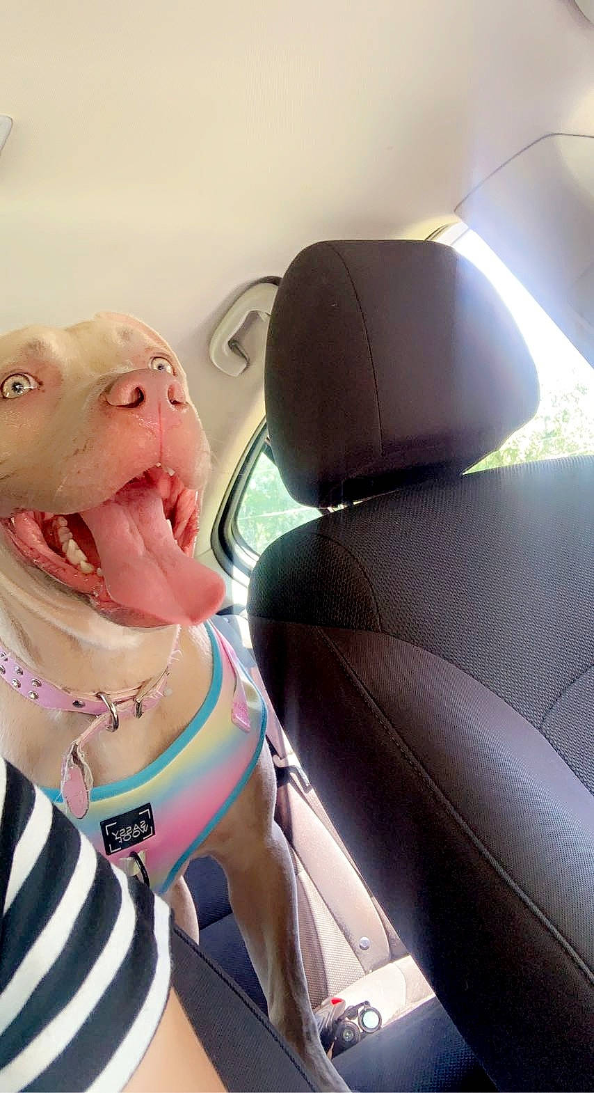 Georgia joined the competition — help win amazing prizes! auto_part, automotive_design, automotive_exterior, brassiere, car_seat, car_seat_cover, chest, eyewear, family_car, head_restraint, human_leg, personal_luxury_car, personal_protective_equipment, selfie, swimwear, thigh, tints_and_shades, toy, vehicle_door, windshield