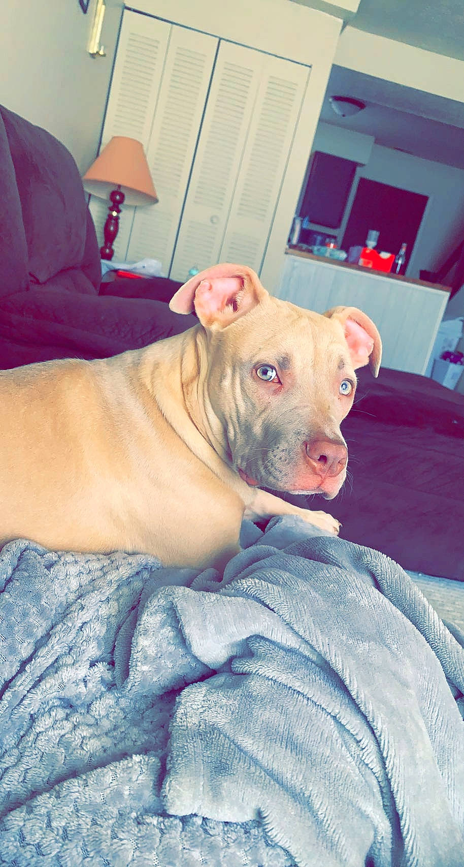 Georgia joined the competition — help win amazing prizes! canidae, carnivore, chair, comfort, companion_dog, couch, dog, dog_breed, fawn, guard_dog, head, molosser, non_sporting_group, snout, sporting_group, terrestrial_animal, whiskers, working_animal, wrinkle