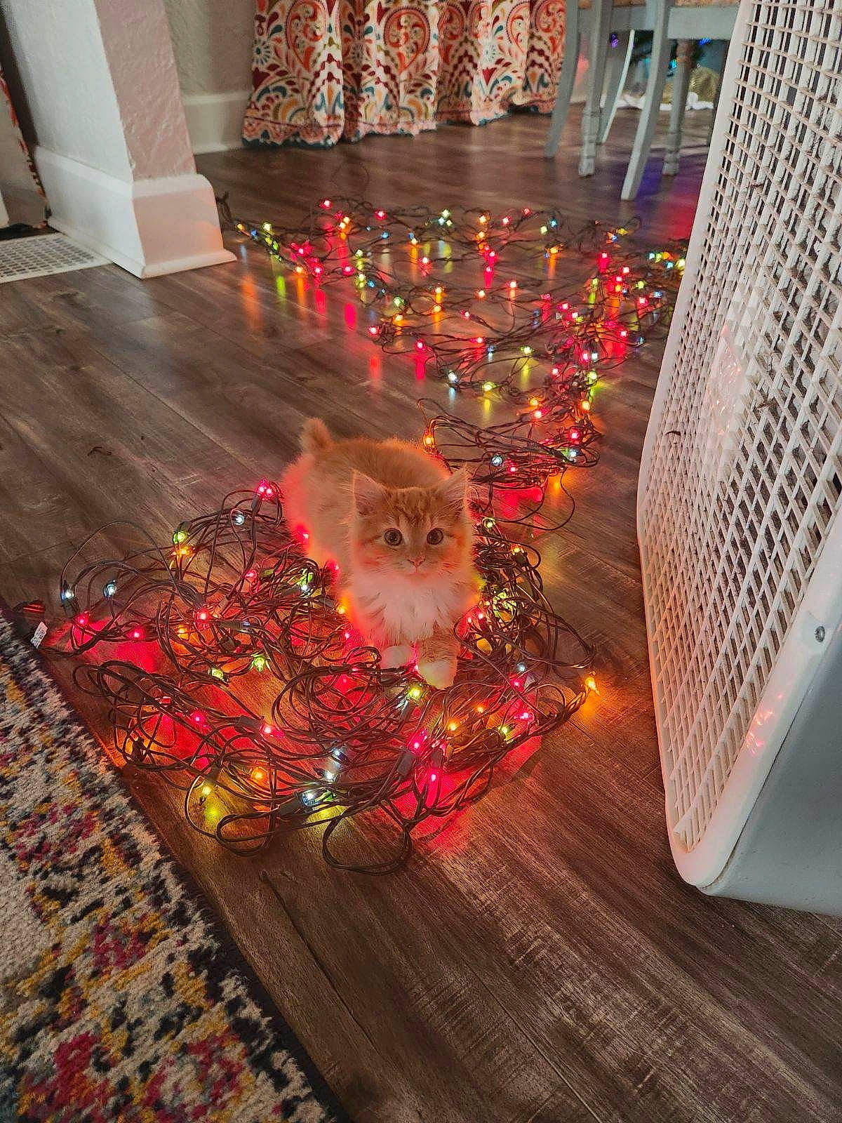 Jersey is registered to the contest to win money with this photo: art, building, christmas, christmas_decoration, christmas_ornament, decoration, event, flooring, glass, hardwood, holiday, house, interior_design, light, magenta, ornament, rectangle, room, textile, wood