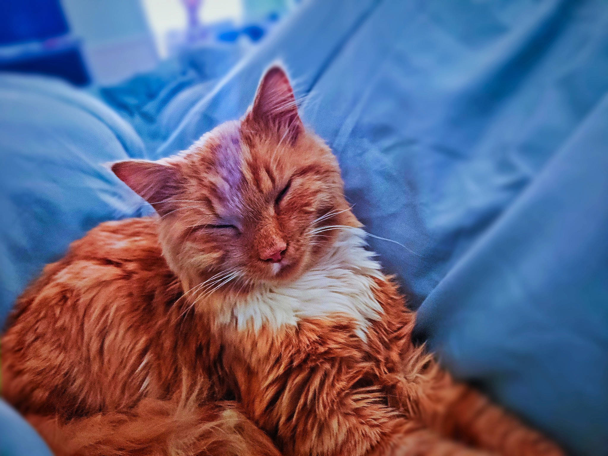 Jersey is registered to the contest to win money with this photo: carnivore, cat, claw, comfort, domestic_short_haired_cat, eye, fawn, felidae, fur, grass, maine_coon, maple, paw, sitting, small_to_medium_sized_cats, snout, tail, terrestrial_animal, whiskers, wildlife