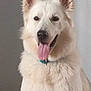 animal, canine, collar, cute, dog, domestic_animal, ears, face, fluffy, friendly, fur, happy, indoor, mammal, pet, portrait, sitting, smiling, tongue_out, white_dog