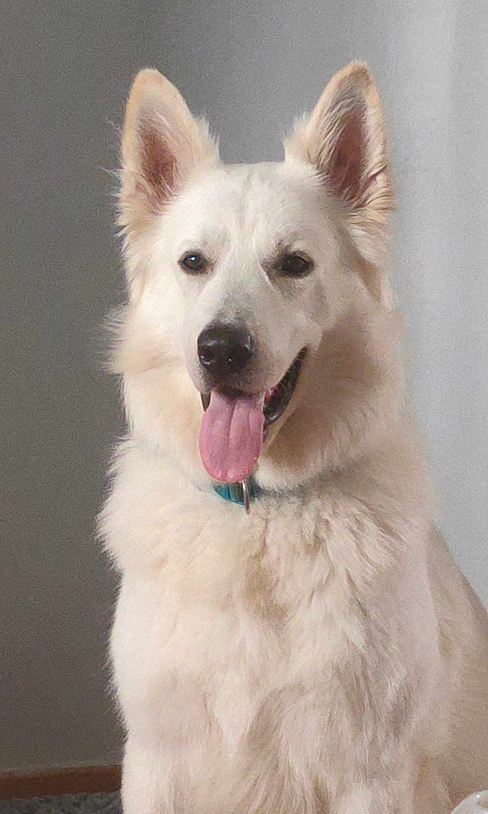 Flocon a rejoint le concours — aidez-le/la à gagner de superbes lots ! dog, white_dog, pet, canine, tongue_out, fluffy, ears, portrait, indoor, happy, smiling, fur, collar, animal, cute, friendly, face, sitting, domestic_animal, mammal