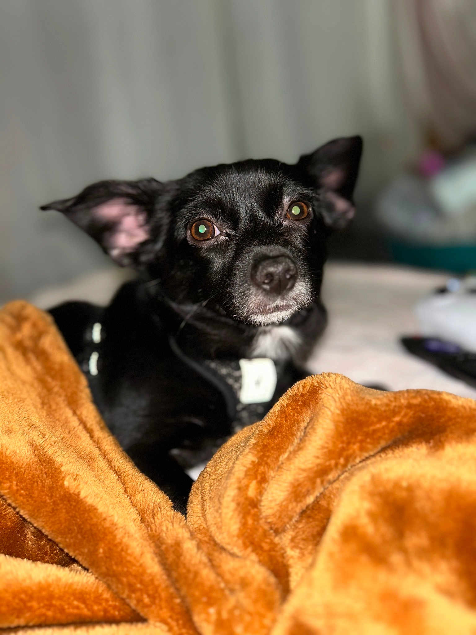 Dixie