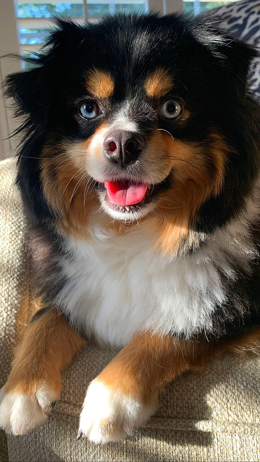 Pierce joined the competition — help win amazing prizes! canidae, carnivore, companion_dog, dog, dog_breed, fur, herding_dog, photography, smile, snout, sporting_group, whiskers, working_animal, working_dog