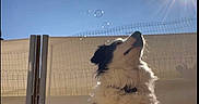 Ucky participe au concours pour gagner de l'argent avec cette photo : animal, architecture, building, canine, city, collie, dog, face, head, light, nature, outdoors, person, pet, photography, portrait, puppy, shelter, sky, sun