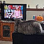 Sophie joined the competition — help win amazing prizes! bookshelf, box_of_oreos, carpet, cat, couch, doily, figurine, furniture, gray_cat, halloween_decoration, indoor, jack_skellington, living_room, mug, people_on_tv, pumpkin, relaxing, television, window, wooden_cabinet