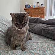 Sophie joined the competition — help win amazing prizes! animal, bed, blanket, cat, cozy, cute, domestic_cat, dresser, ears, fur, furniture, gray_cat, home, indoor, patterned_bedspread, paws, pet, resting, sleepy, whiskers