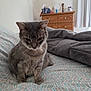 animal, bed, blanket, cat, cozy, cute, domestic_cat, dresser, ears, fur, furniture, gray_cat, home, indoor, patterned_bedspread, paws, pet, resting, sleepy, whiskers