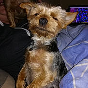 Poison a rejoint le concours — aidez-le/la à gagner de superbes lots ! animal, blanket, comfort, companion, computer_screen, cozy, cute, dog, face, fur, home, indoor, lap, mammal, person, pet, relaxing, resting, small_dog, technology