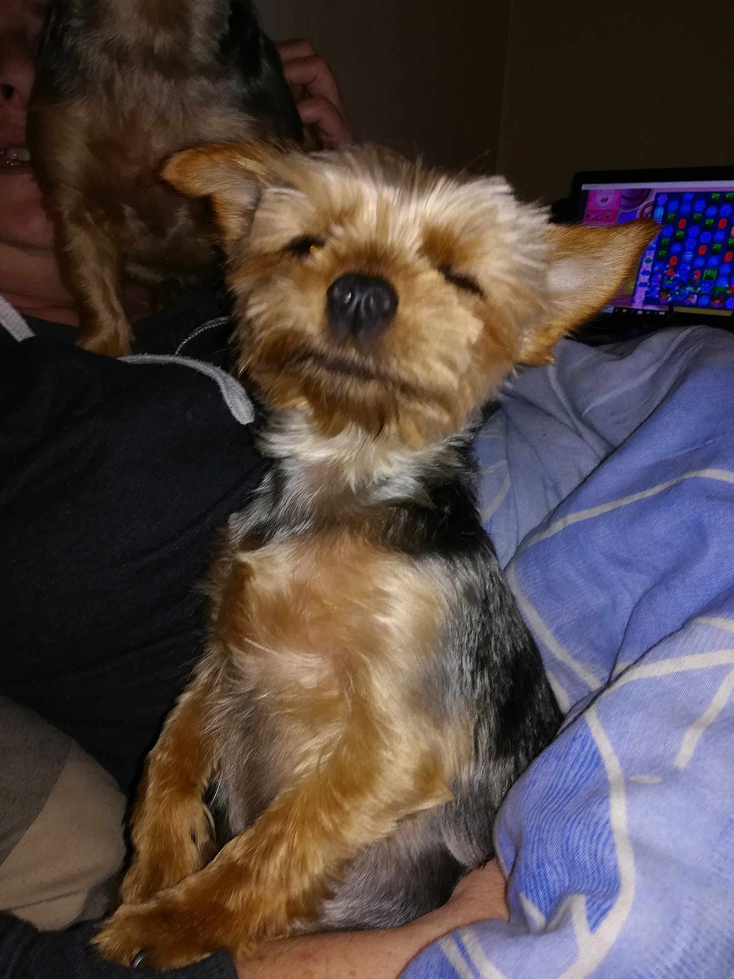 Poison a rejoint le concours — aidez-le/la à gagner de superbes lots ! animal, blanket, comfort, companion, computer_screen, cozy, cute, dog, face, fur, home, indoor, lap, mammal, person, pet, relaxing, resting, small_dog, technology