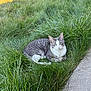 cat, gray_cat, white_cat, grass, outdoor, nature, animal, pet, feline, greenery, relaxing, resting, sidewalk, daylight, mammal, cute, fur, whiskers, ears, eyes