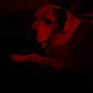 Kylie is registered to the contest to win money with this photo: animal, canine, companion, dark, dog, ears, face, fur, head, indoor, laying_down, low_light, mammal, pet, quiet, red_tint, resting, shadow, sleepy, snout