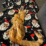 Goober is registered to the contest to win money with this photo: cat, ginger_cat, sleeping, blanket, santa_pattern, christmas, cozy, paw, tail, indoor, couch, pet, fur, whiskers, relaxed, nap, holiday_blanket, pattern, close_up, portrait