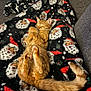 cat, ginger_cat, sleeping, blanket, santa_pattern, christmas, cozy, paw, tail, indoor, couch, pet, fur, whiskers, relaxed, nap, holiday_blanket, pattern, close_up, portrait