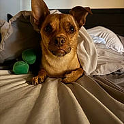 Dash joined the competition — help win amazing prizes! dog, bed, blanket, brown, pet, indoor, cozy, fur, animal, cute, resting, ears, portrait, canine, sleepy, paw, comfort, domestic, looking, snuggled