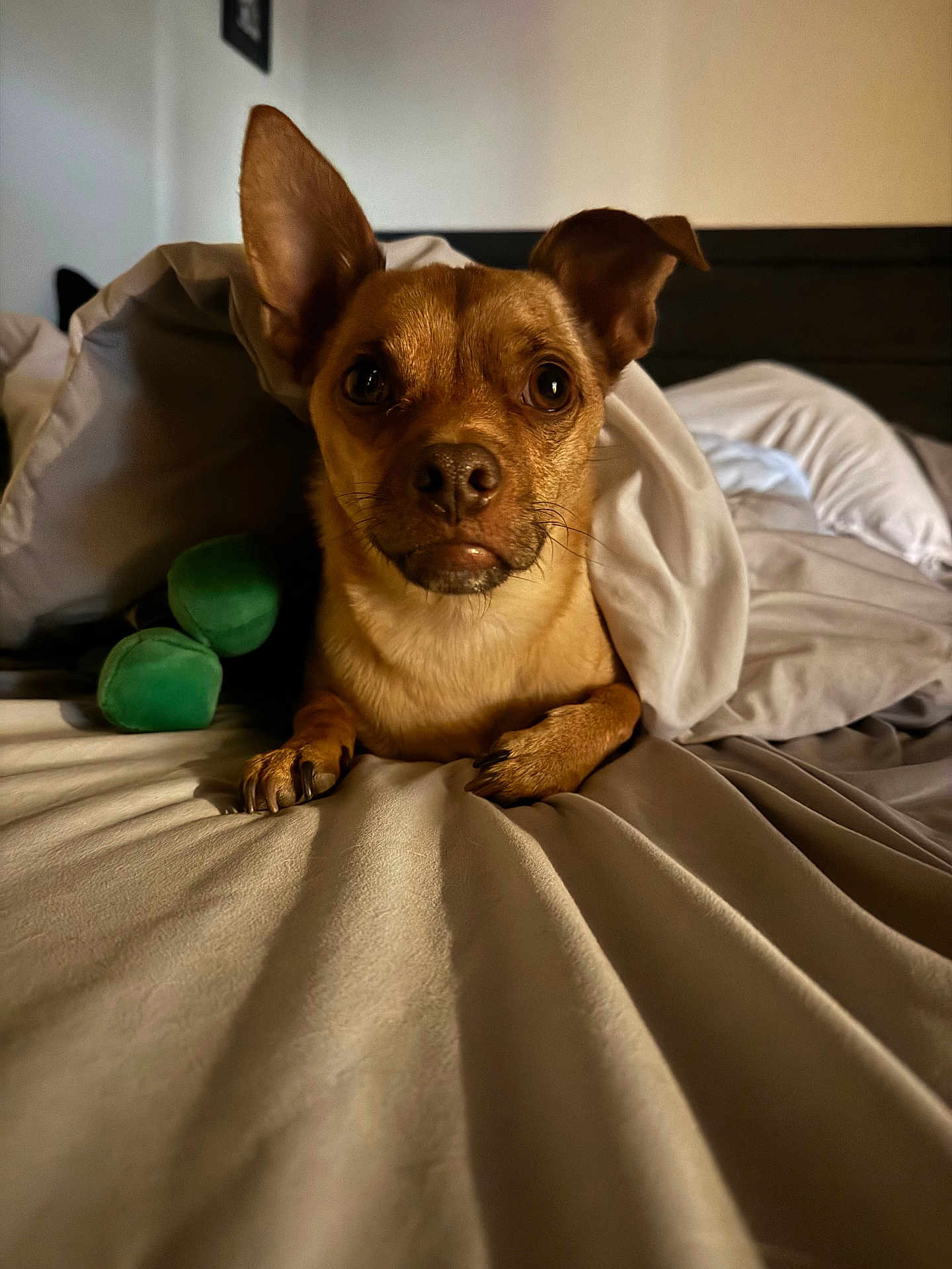 Dash