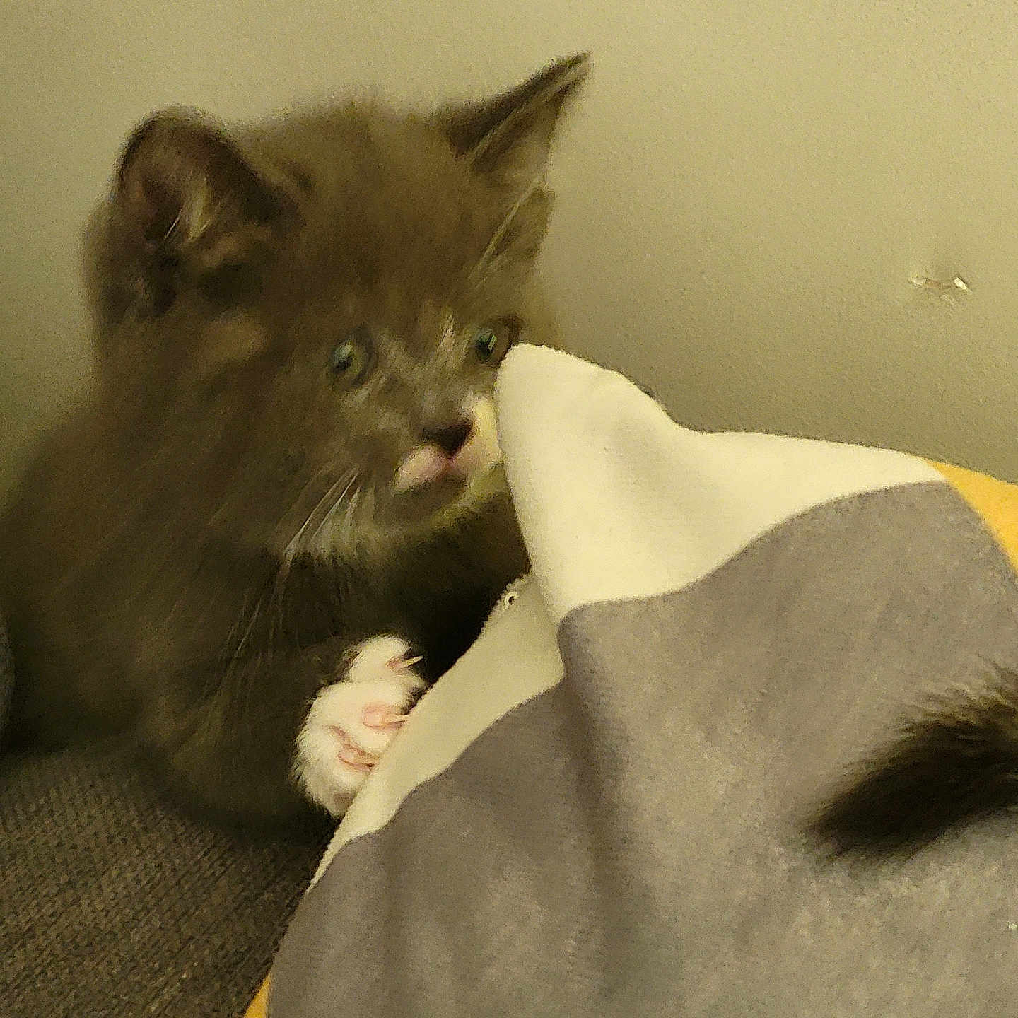 April a rejoint le concours — aidez-le/la à gagner de superbes lots ! animal, blanket, cat, claws, closeup, cozy, curious, cute, fur, furry, indoor, kitten, paw, pet, playing, sleepy, small, soft, whiskers, young