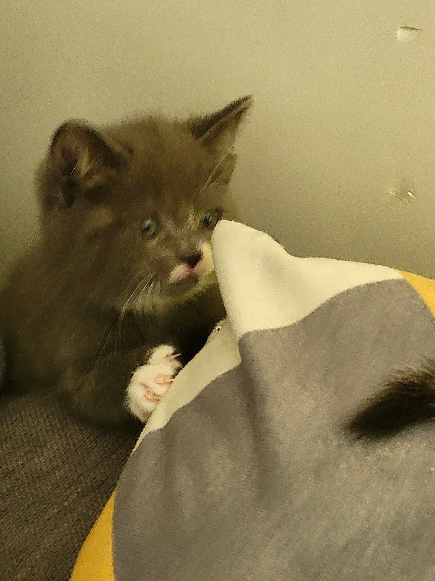 April a rejoint le concours — aidez-le/la à gagner de superbes lots ! kitten, cat, pet, animal, furry, paw, blanket, indoor, cute, curious, young, fur, whiskers, claws, soft, small, sleepy, cozy, playing, closeup