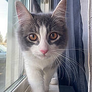 Amiri joined the competition — help win amazing prizes! cat, close_up, curious, curtain, domestic, eye_contact, fur, glass, gray_and_white, indoor, kitten, mammal, paw, pet, pink_nose, portrait, reflection, whiskers, window, windowsill