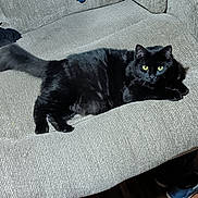 Gizmo is registered to the contest to win money with this photo: black_cat, cat, pet, feline, yellow_eyes, indoor, couch, furniture, gray_couch, texture, relaxed, animal, domestic_cat, resting, living_room, wooden_floor, cozy, household, tail, whiskers