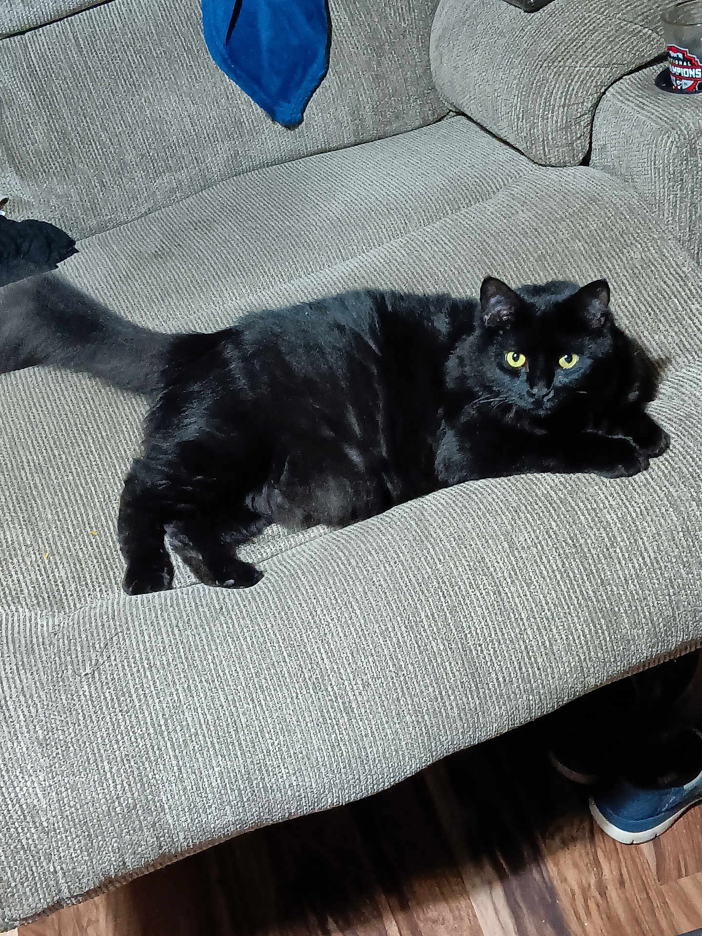 Gizmo is registered to the contest to win money with this photo: black_cat, cat, pet, feline, yellow_eyes, indoor, couch, furniture, gray_couch, texture, relaxed, animal, domestic_cat, resting, living_room, wooden_floor, cozy, household, tail, whiskers