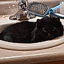 Gizmo is registered to the contest to win money with this photo: bathroom_sink, black_cat, bottle, cat, close_up, container, countertop, eyes, faucet, fur, grooming_brush, hairbrush, indoor, lying_down, pet, resting, sink, sleepy, toothbrush, towel