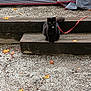 animal, autumn_leaves, black_cat, cat, curious, daylight, fall, fur, gravel, gray_tarp, leash, nature, outdoor, pet, resting, sitting, tent, wildlife, wooden_step, yellow_eyes